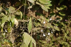 Rhinacanthus nasutus